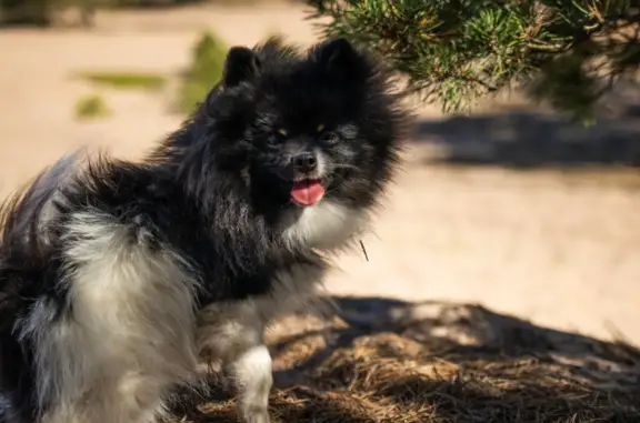 Пропала собака, Черно-белый пес, Ромашкинское сельское поселение
