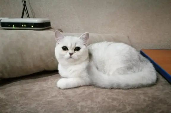 Пропала британская кошка, 18А, Прокопьевск