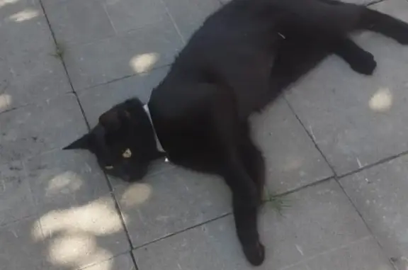 Пропала кошка в районе Шувалово, Санкт-Петербург