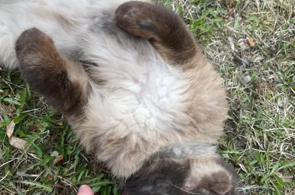 Пропала кошка на ул. Чапаева, 9, Невьянск