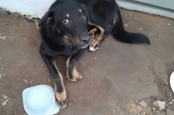 Собака Кабель найдена в Москве, улица Санникова