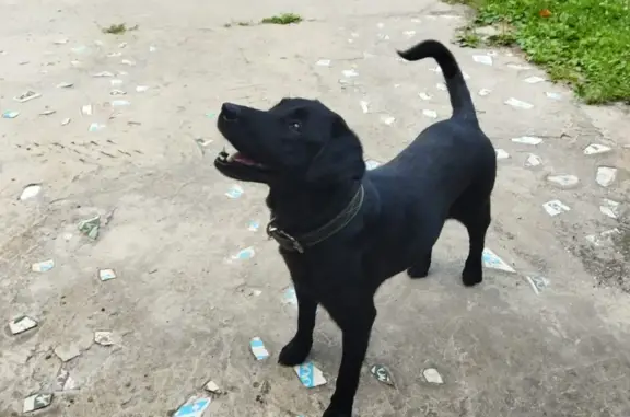 Потерянная собака: Чёрная лабрадор, Спортивная ул., Чертовицы