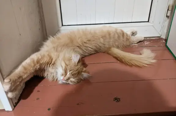Пропала рыжая кошка, 2 года, ул. Центрально-Мариупольская, 141, Казань