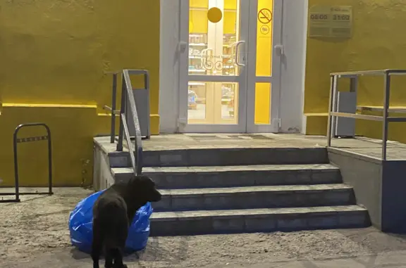 Собака Дворняга возле станции Молоди, Московская область