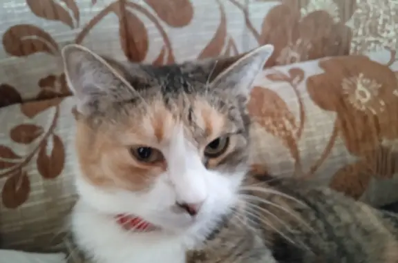 Пропала трехшерстная кошка с ошейником в Бугульме