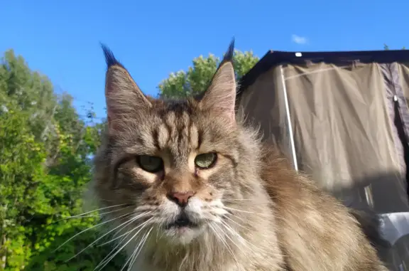 Пропала кошка Мейнкун в Передольском сельском поселении