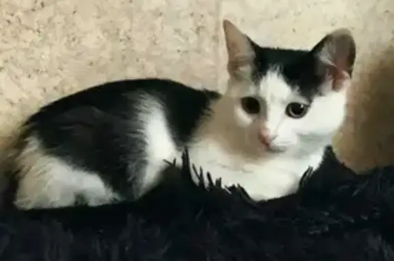 Кошки потеряшки, Москва, фото: Потеряшка глухая кошка: Миллионная ул., 11 к1, Москва