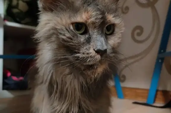 Пропала кошка в поселке Сараи, ул. Кирова
