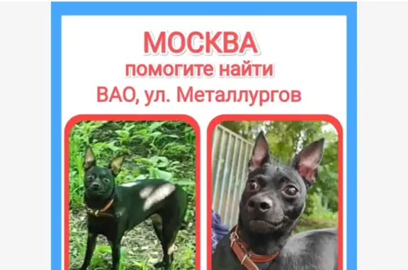 Пропала собака Марго, ул. Металлургов 2, Москва