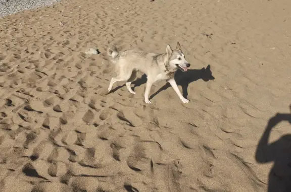 Найдена собака на пляже, Прогулочная ул., Находка