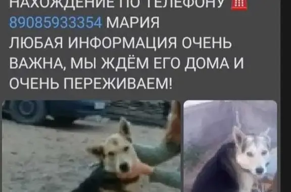 Пропала собака Полкан! Улан-Удэ, Ростовский пер.