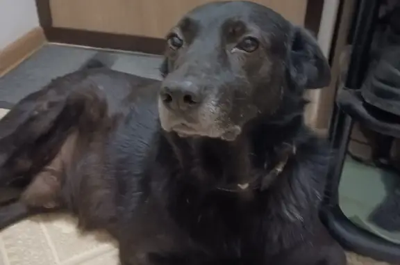Пропала собака Черного цвета на Ленинском проспекте, Воронеж