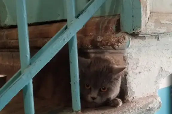 Найден Котик в парадной, Гатчина, Красноармейский проспект, 32