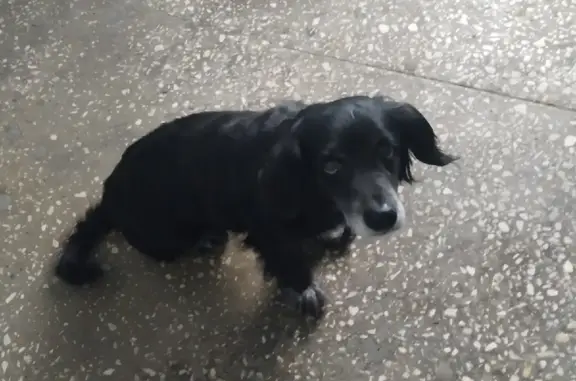 Пропала собака: спаниель, чёрного цвета, Сибирская улица