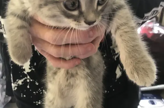 Найдена кошка в Тобольске