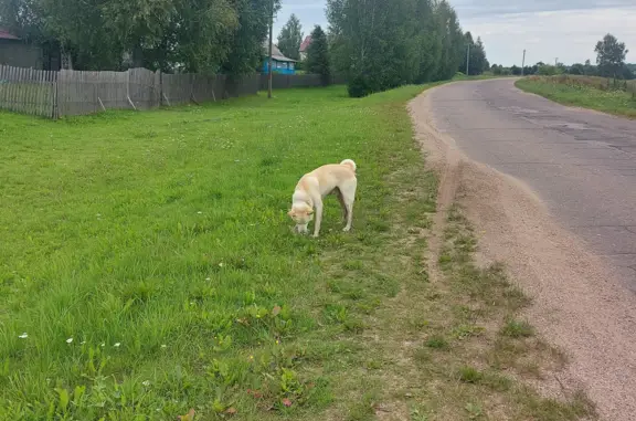 Потерянная собака Кобель лайки ищет хозяев. 66Н-1721, Прудковское сельское поселение