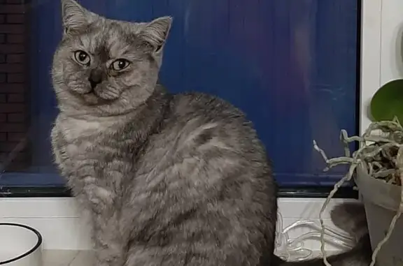 Кошки потеряшки, Новосибирск, фото: Потеряшка серая кошка на Вознесенской ул., 18, Новосибирск