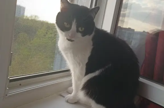 Потерянные животные Москва, фото: Пропала кошка Даша, Весёлая ул., 16, Москва