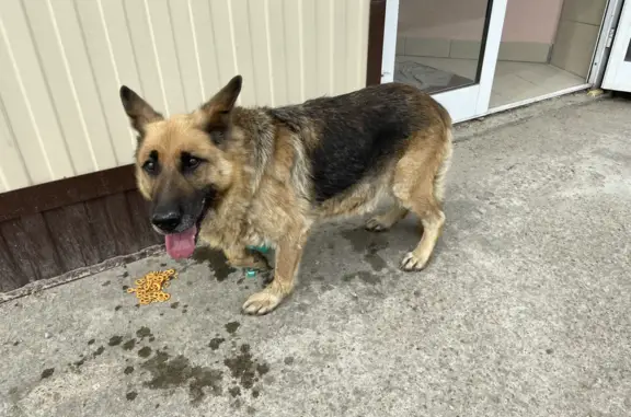 Найдена слабая собака на ул. Фрунзе, 18, Иркутск