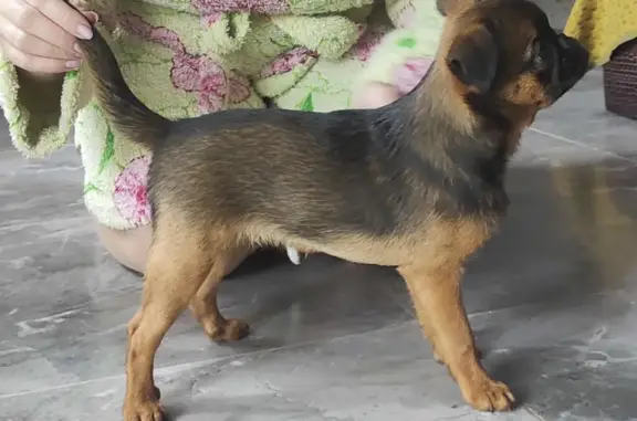 Пропала собака породы Пти Брабансон в Дмитрове