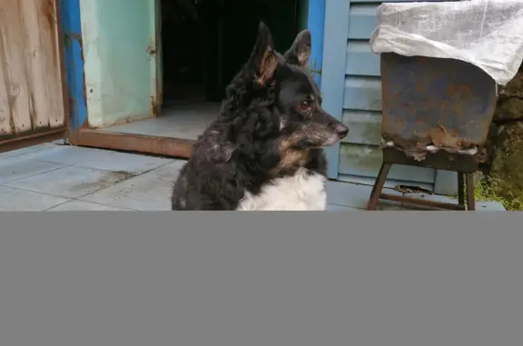 Собака найдена: Советский проспект, 131 к1, Вологда