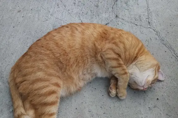 Найден молодой кот возле остановки на ул. Блюхера, Новосибирск