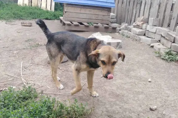 Пропала собака на Чаплыгинском шоссе