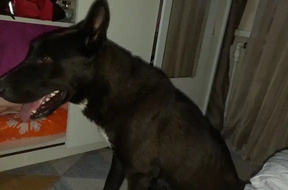 Найдена черная собака в Приморском крае