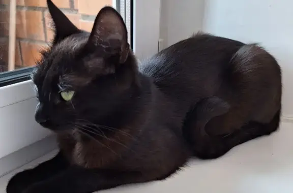 Найдена черная кошка в Щёлково