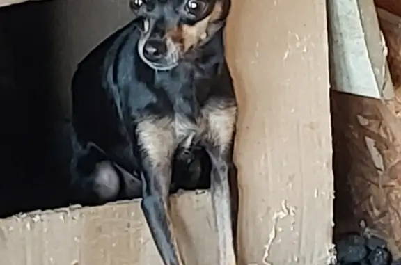 Собака Той тейер найдена в Краснодарском крае