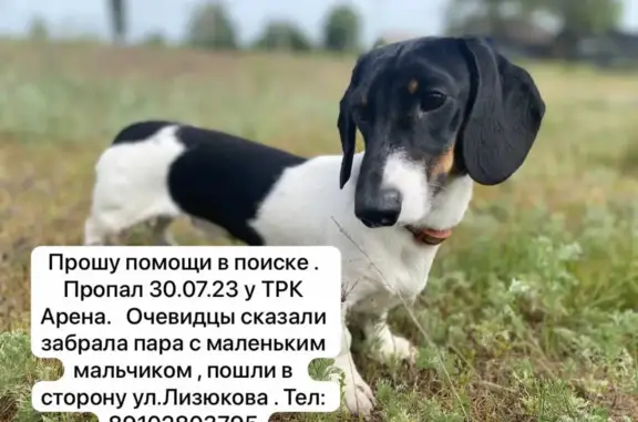 Пропала собака, Черно-белая мини такса, у ТрК Арена Воронеж. Помощь нужна!