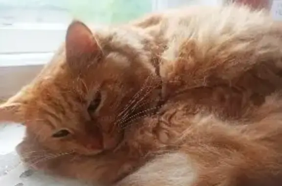 Кошки потеряшки, Киров, фото: Потеряшка кот мальчик, окрас рыжий, адрес: ул. Ломоносова 35, Киров.