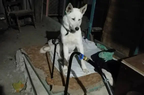 Пропала собака Белая лайка мальчик Пятигорск