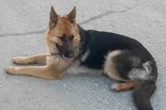 Пропала собака Воля в Набережных Моркваши
