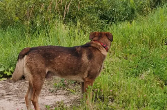 Найдена собака на Чечёрском проезде, 128 к2