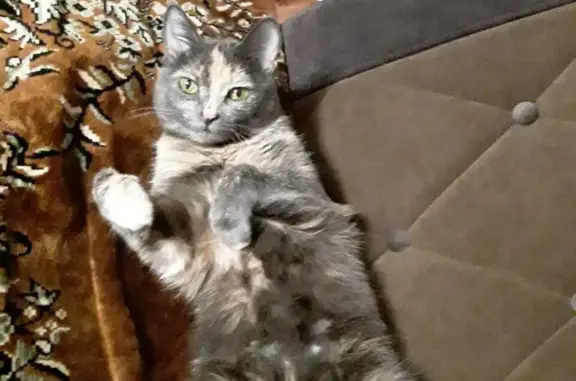 Кошки потеряшки, Новосибирск, фото: Потеряшка кошка с балкона ул. Блюхера, 61/1, Новосибирск