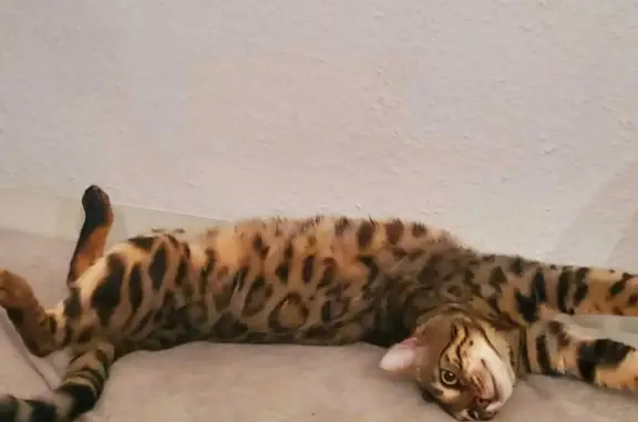 Пропала Бенгальская кошка в Московской области