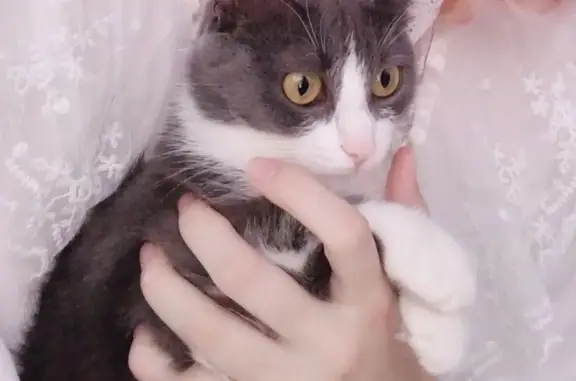 Кошки потеряшки, Тамбов, фото: Потеряшка кошка, ул. Сенько, 24А к2, Тамбов