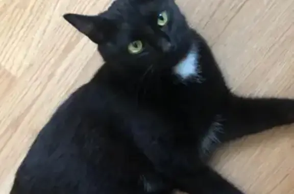 Кошки потеряшки, Москва, фото: Потеряшка кошка на Маслов пер., Москва