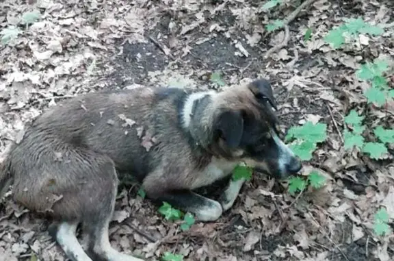 Найден голодный пёс в лесу, ост. Лесная, Самара
