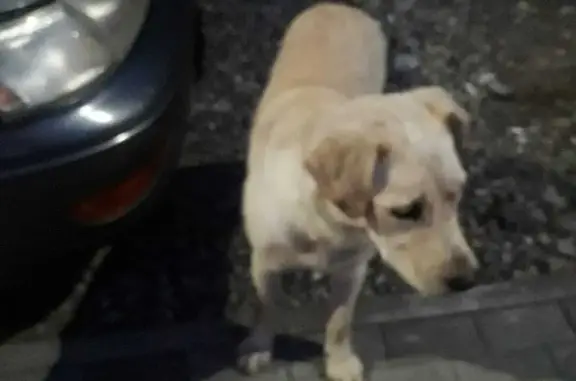 Найдена собака в Горно-Алтайске, ищем хозяина