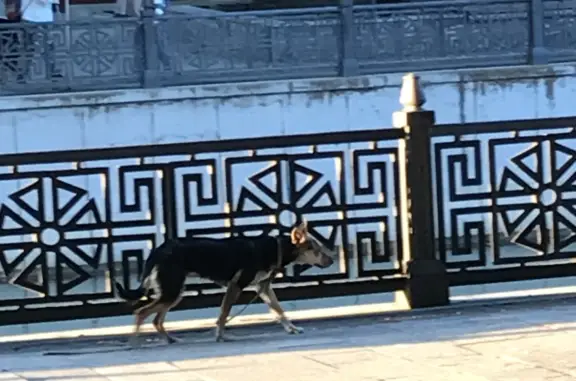 Собака найдена возле Екатерининского сквера, Симферополь