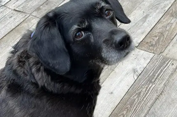 Пропала собака Марта в Янгильдино, Чувашская Республика