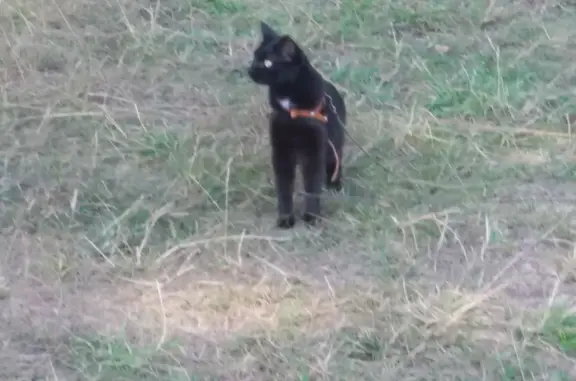 Пропала кошка в Сысерти, черный с проседью, в ошейнике с телефоном