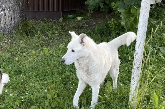 Потерян крупный белый кобель, Московская область