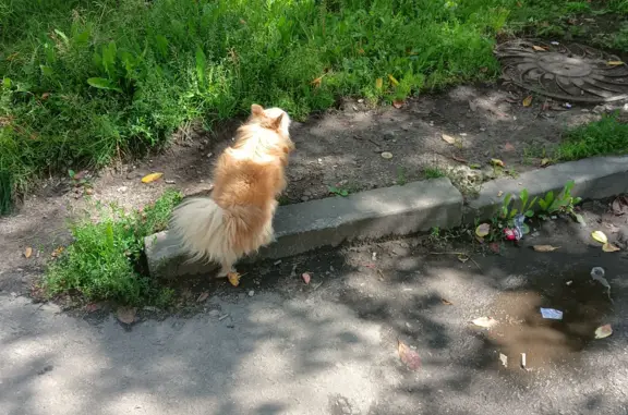 Собака найдена на Заводской ул., 18 к2, Красногорск