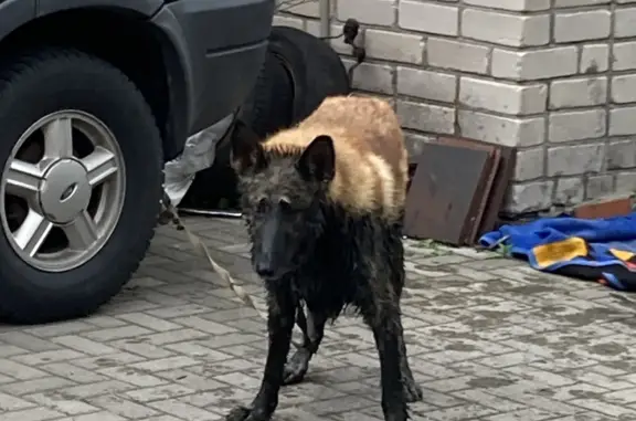 Найден пёс с поврежденным глазом на Пушкинской улице, 3