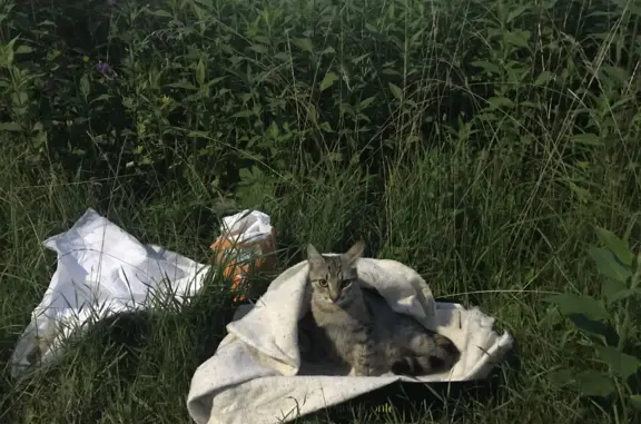 Найдена беременная кошка на улице Урицкого