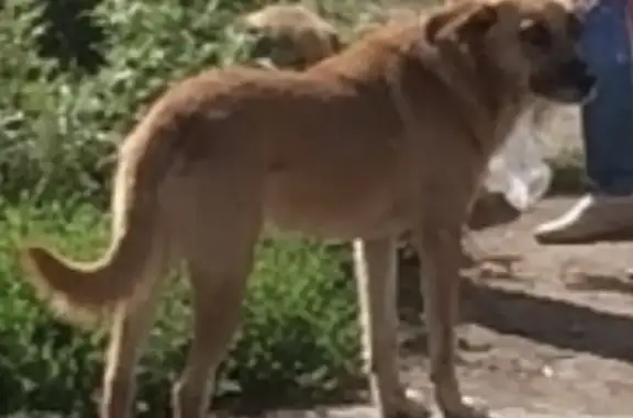 Пропала собака на Салмышской ул., 51, Оренбург