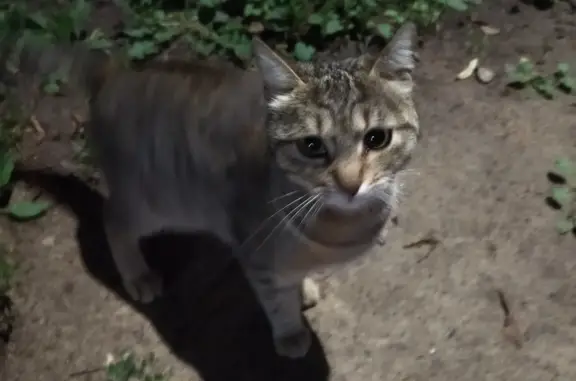 Найдена домашняя кошка на Лесной улице, Пушкино